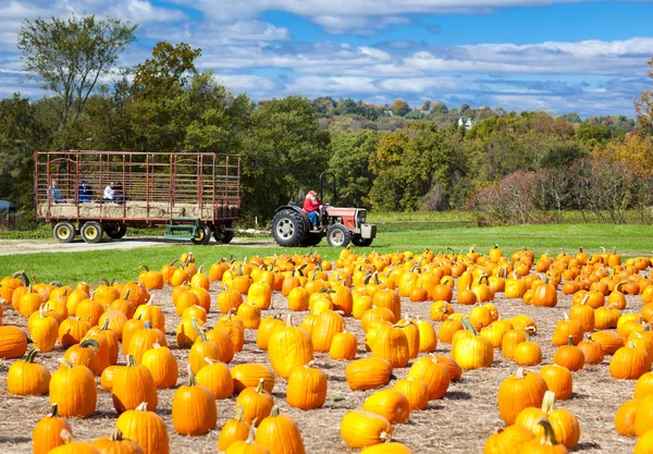 Pumpkins — Stock Photo, Image