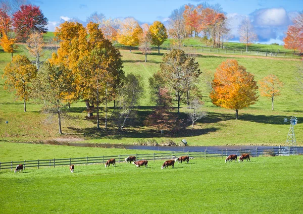 Cows in a field — Stock Photo, Image