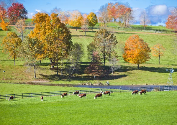 Kühe auf einem Feld — Stockfoto