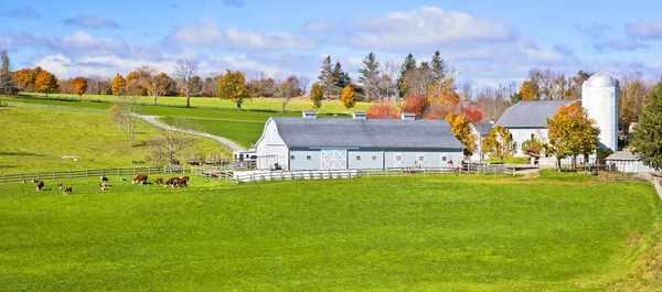 Genéricos Dairy farm — Fotografia de Stock