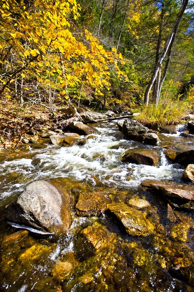 Fall stream — Stock Photo, Image