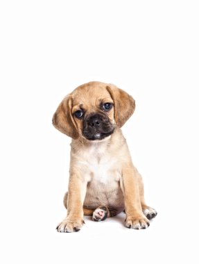 şirin puggle köpek yavrusu