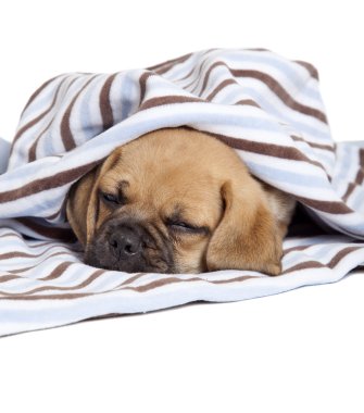 Puggle köpek yavrusu
