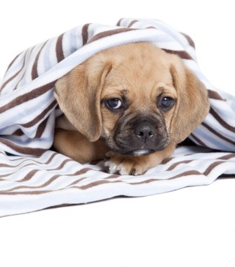 Puggle puppy clipart