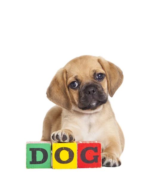 Roztomilý puggle štěně — Stock fotografie