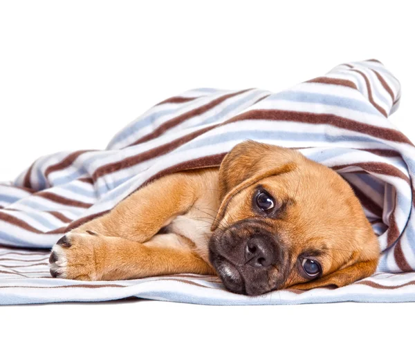 Cute Puggle puppy — Stock Photo, Image