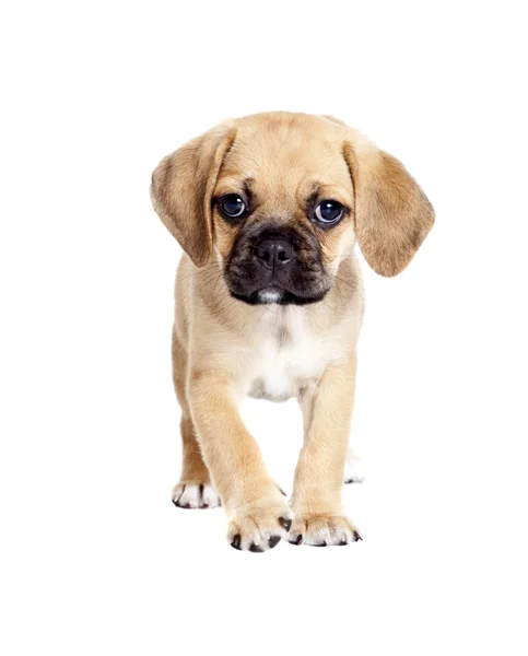 Puggle köpek yavrusu — Stok fotoğraf