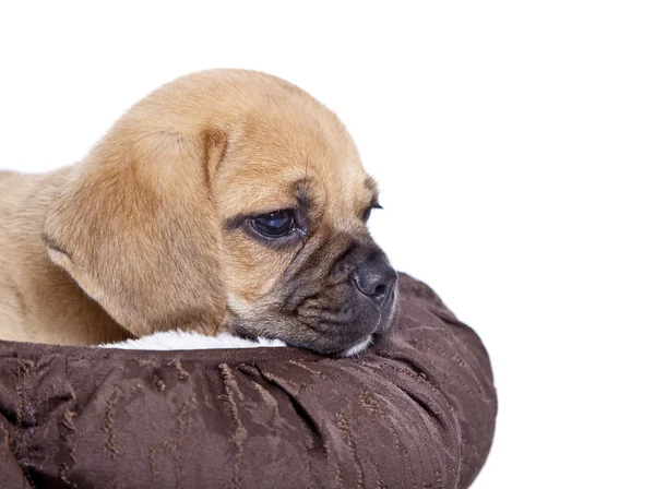 Cucciolo di Puggle — Foto Stock