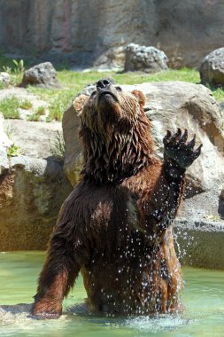 Kahverengi Ayı (Ursus arctos)