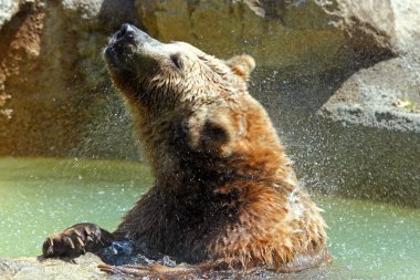 Kahverengi Ayı (Ursus arctos)