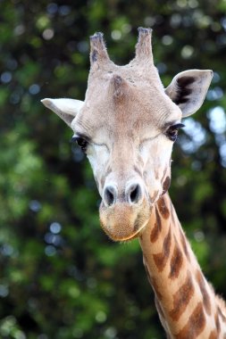 Bir zürafa (zürafa zürafa closeup)