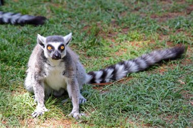 Halka kuyruklu lemur (Lemur catta)