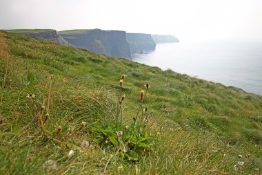 Moher Kayalıkları