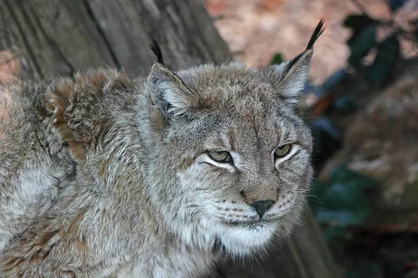 Europese lynx — Stockfoto