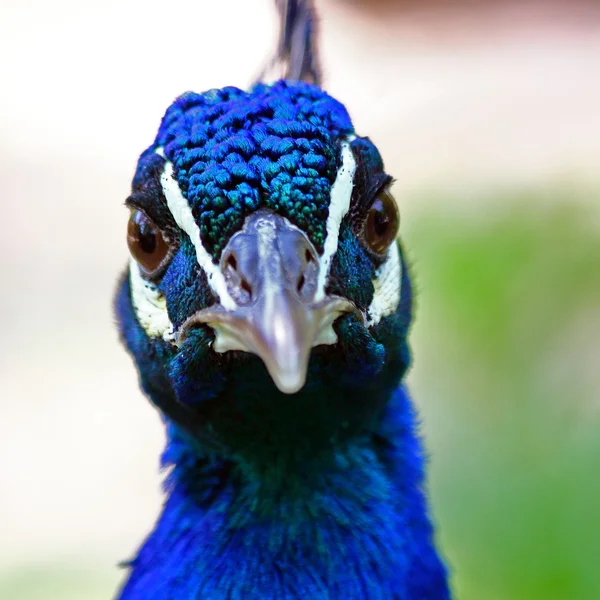 Närbild en påfågel (Pavo cristatus) — Stockfoto