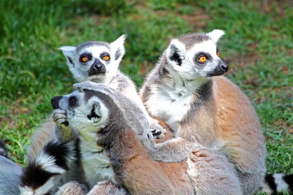 Grupo de lémures-de-cauda-anelada (Lemur catta ) — Fotografia de Stock