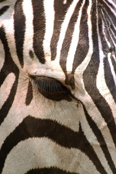 Oog van zebra (Equus quagga) — Stockfoto