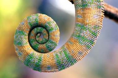 Curly tail of chameleon clipart