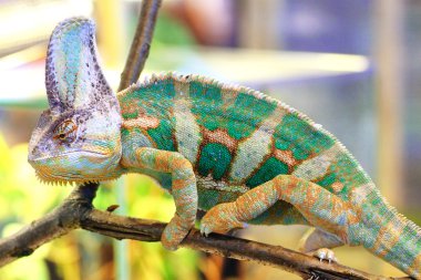 Veiled chameleon, Chamaeleo calyptratus clipart