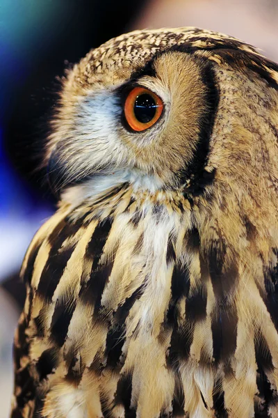 Indian Eagle Owl (Bubo bengalensis) — Stock Photo, Image