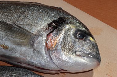 bir tablo üzerinde taze çipura