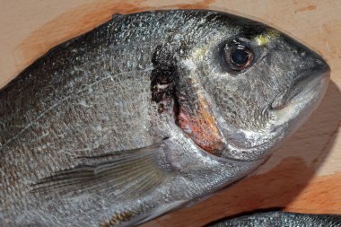 bir tablo üzerinde taze çipura