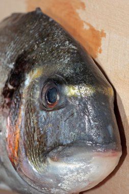 bir tablo üzerinde taze çipura