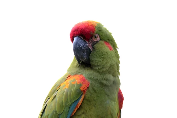 Elszigetelt fehér színes papagáj — Stock Fotó