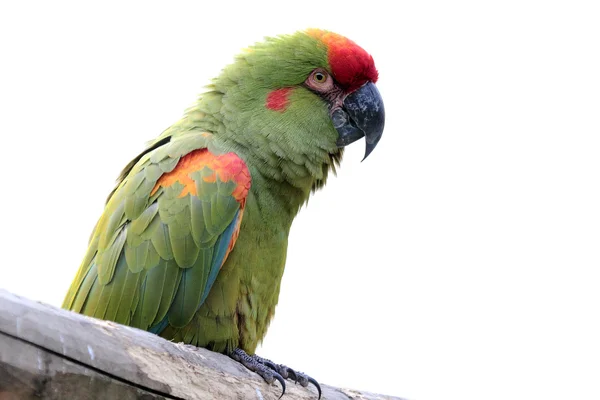 Colorful parrot isolated on white — Stock Photo, Image