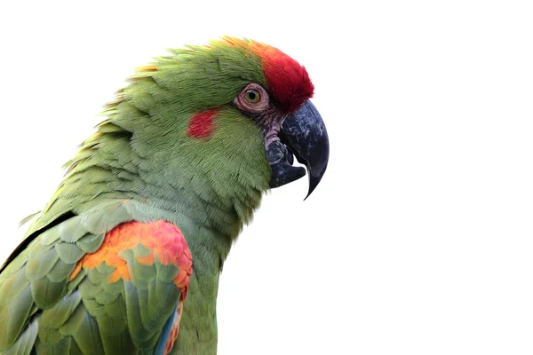 Colorful parrot isolated on white — Stock Photo, Image