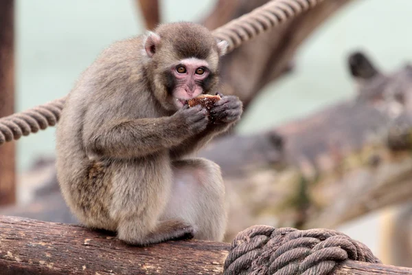 Young japanese macaque eating on a log — Stock Photo, Image