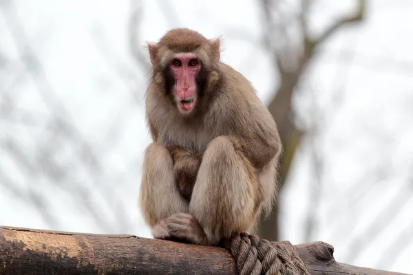 Japanese macaque grimaces with his tongue out — Stock Photo, Image