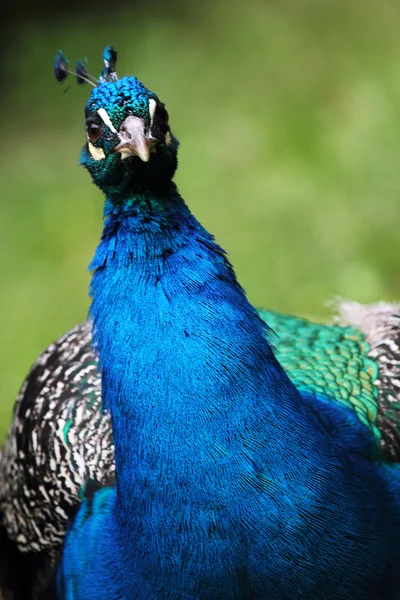 Primo piano un pavone (Pavo cristatus ) — Foto Stock