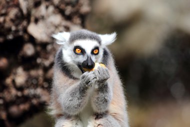bir meyve yeme ring-tailed Maki (lemur catta)