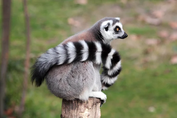 Lémur de cola anillada (Lemur catta) sentado en un tronco — Foto de Stock