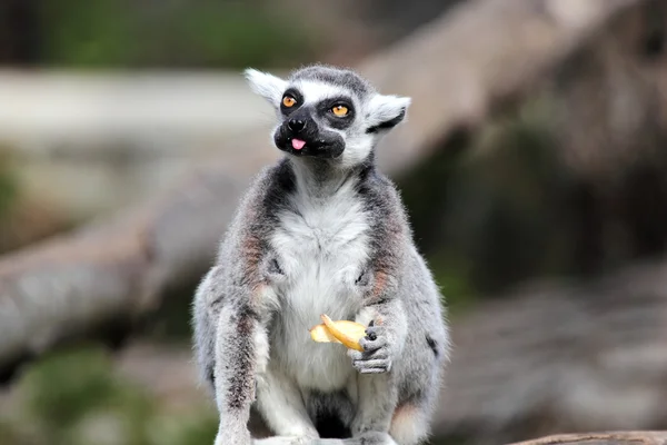 bir meyve yeme ring-tailed Maki (lemur catta)