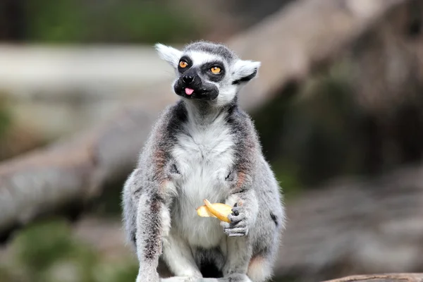 Lémur de cola anillada (Lemur catta) comiendo una fruta — Foto de Stock