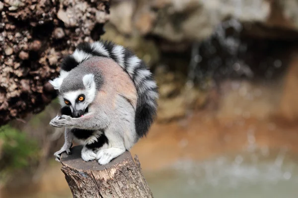 Ringstaartmaki (Lemur catta) reiniging van de vacht — Stockfoto