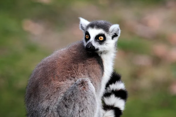 Gyűrűfarkú maki (Lemur catta)) — Stock Fotó