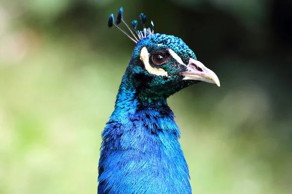 Closeup a peacock (Pavo cristatus) — Stock Photo, Image