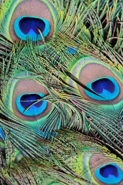 Primeros planos de plumas de pavo real (Pavo cristatus ) — Foto de Stock