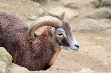 Male goat of Montecristo Island (Capra aegagrus hircus) clipart