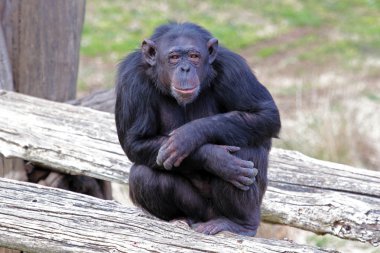 Chimpanzee (Pan Troglodytes) sitting clipart