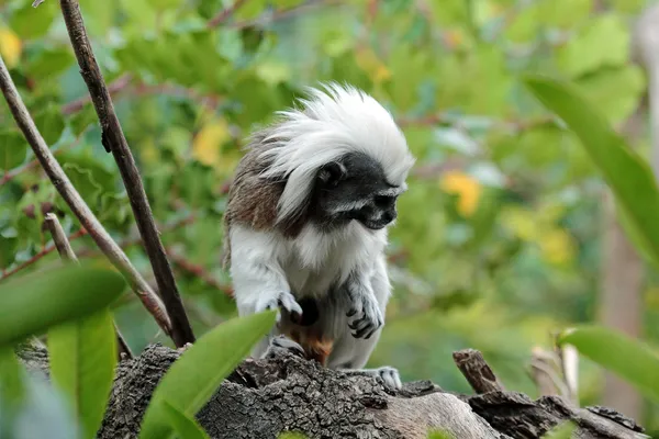 Tamarin de coton, Sanguinus oedipus — Photo