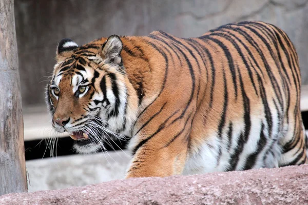 Сибирский тигр (Panthera tigris altaica) гуляет — стоковое фото