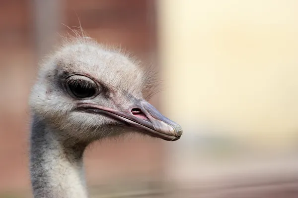 Hoofd van een struisvogel (Struthio camelus) — Stockfoto