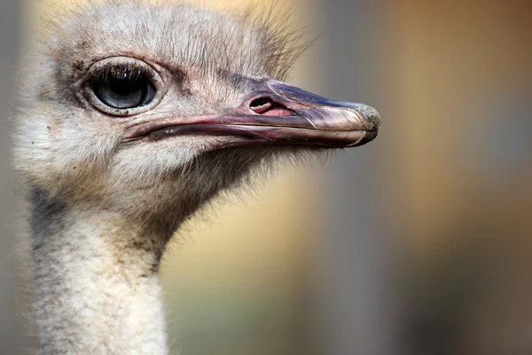 Head of an ostrich (Struthio camelus) — Stock Photo, Image