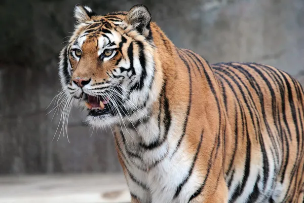 Szibériai tigris (Panthera tigris altaica) állandó — Stock Fotó