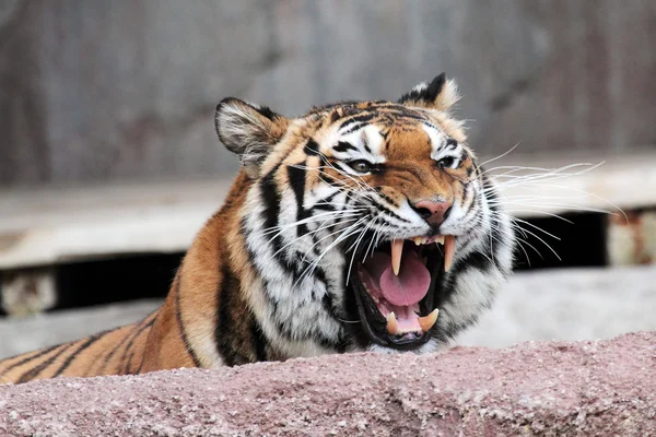 Diş gösterilen Sibirya kaplanı (Panthera tigris altaica)