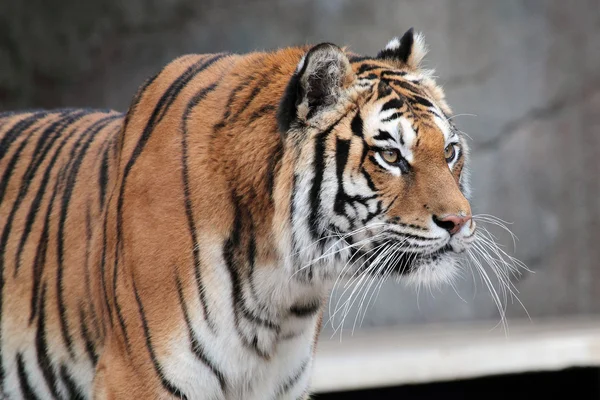 Сибирский тигр (Panthera tigris altaica) ищет — стоковое фото